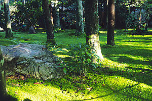 Mossy Garden Behind Ryoan-ji